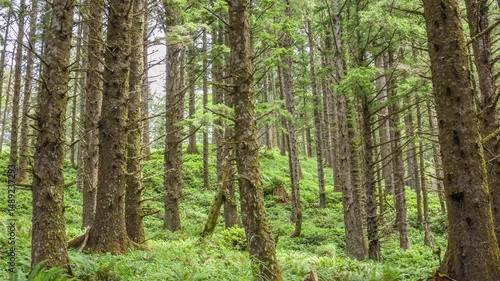 Wallpaper Mural Footage highlights the coastal pine trail between Ecola Point and Crescent Beach. Known for its tranquility, fresh air, and scenic beauty ideal for forest hikes and nature escapes. Torontodigital.ca