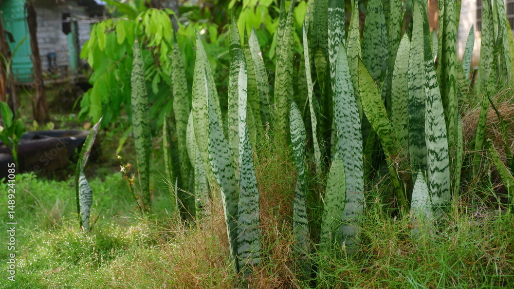 Fototapeta premium Mother-in-law's Tongue ornamental plant (Sansevieria trifasciata) with towering upright leaves and distinctive green pattern, thrives in natural gardens with a tropical vegetation background