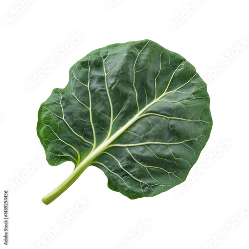 Single Vibrant Green Collard Green Leaf Isolated on Black Background