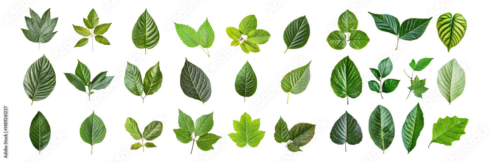 Diverse Collection of Green Leaves Isolated on White Background, Isolated on Transparent, white background Diverse Collection of Green Leaves Isolated on White Background, Isolated on Transparent, white background