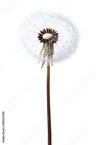 Wallpaper Mural Mature dandelion seed head against white background Torontodigital.ca
