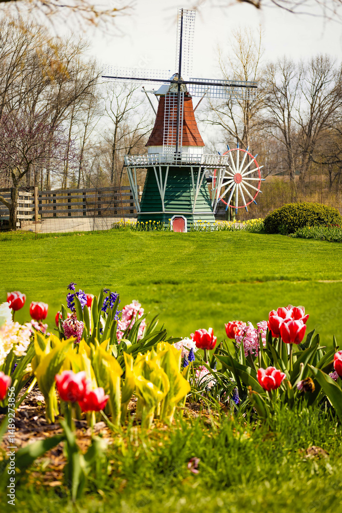 custom made wallpaper toronto digitalBlooming Tulips and Miniature Windmill at Windmill Island Gardens