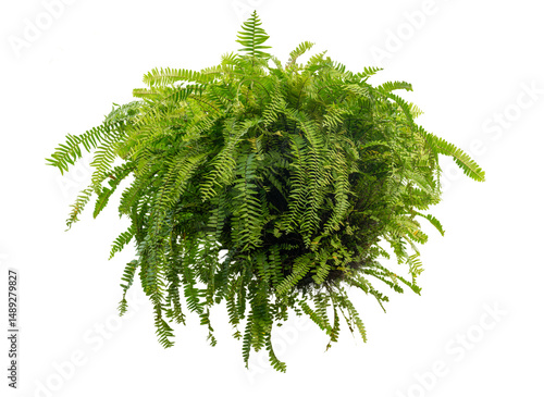The sword fern hanging for decorate in the garden isolate on white