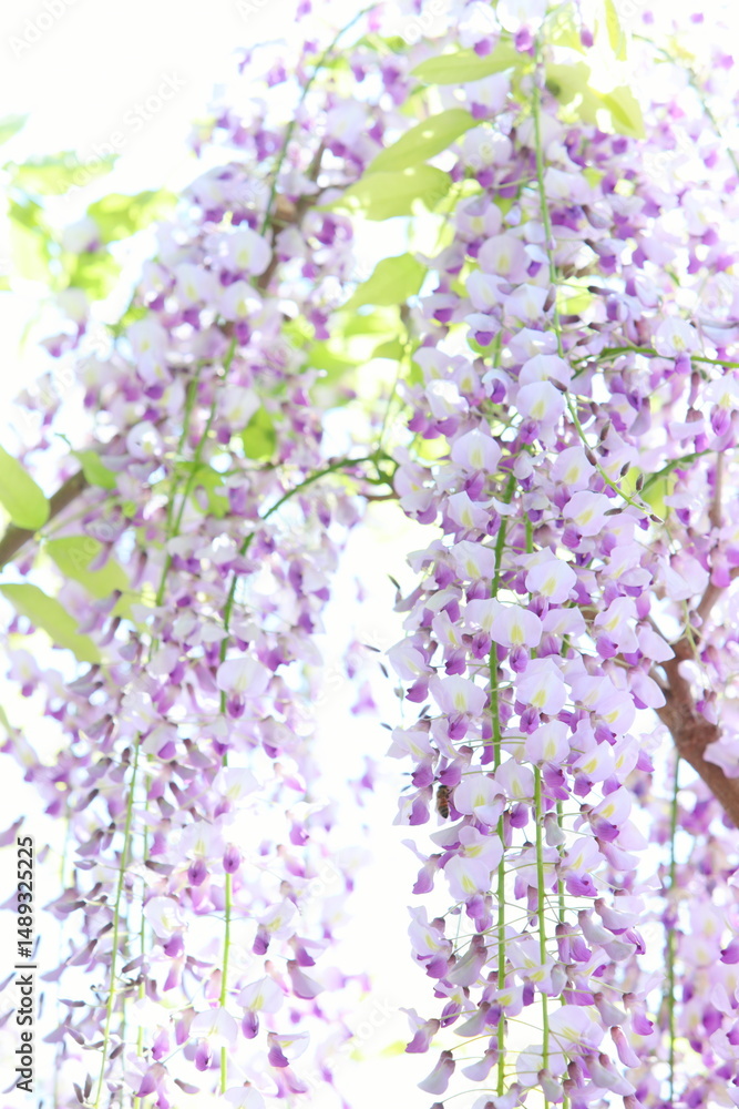 Obraz premium 満開の藤の花