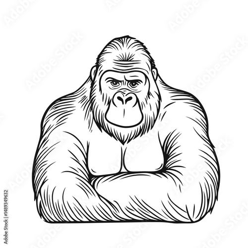 Gorilla illustration with muscular build and crossed arms on white background  
