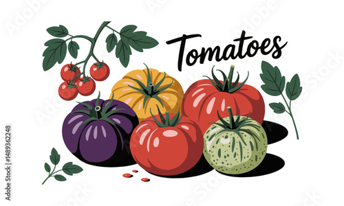 Modern vector illustration of various heirloom tomatoes in different shapes,, easily scalable and editable.