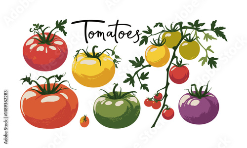 Modern vector illustration of various heirloom tomatoes in different shapes,, easily scalable and editable.