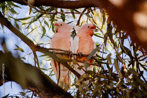 The Galah couple on the gum tree in Australia