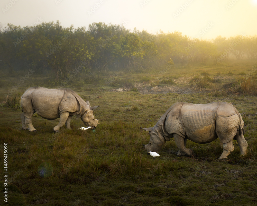 Fototapeta premium rhino in the wild