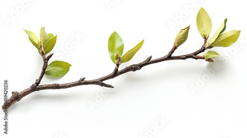 New spring branch with tender green leaves isolated on white background bud leaf tree twig life stem