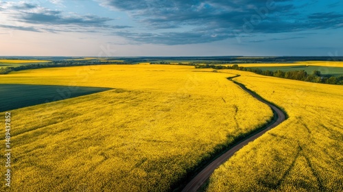 Vast yellow rapeseed field with winding road
