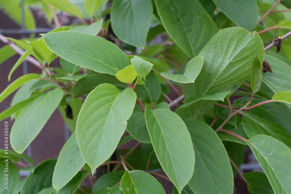 Obraz premium Actinidia arguta Issai Mini Kiwi Plant Close-Up