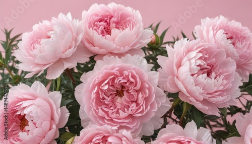 Tightly grouped pink peonies, delicate petals, soft pink background , floral design, floral, pastel