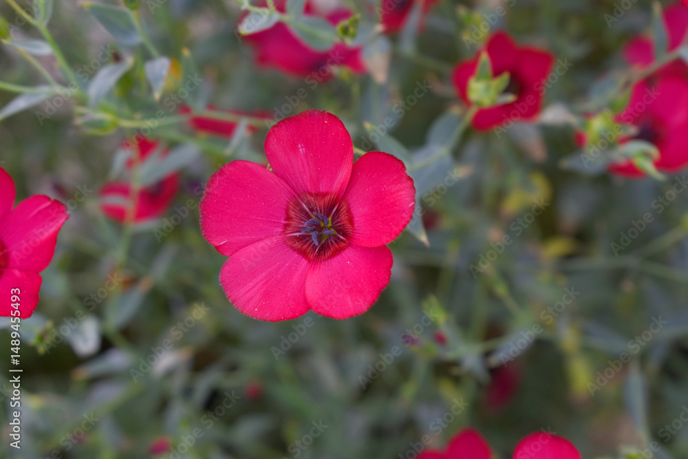 Fototapeta premium Linum Grandiflorum Rubrum Scarlet Flax bloomed in the garden on a flower bed, Red Linum Grandiflorums closeup in nature, Red flaxs or flowering flaxs, scarlet flax, crimson flax flower head close-up