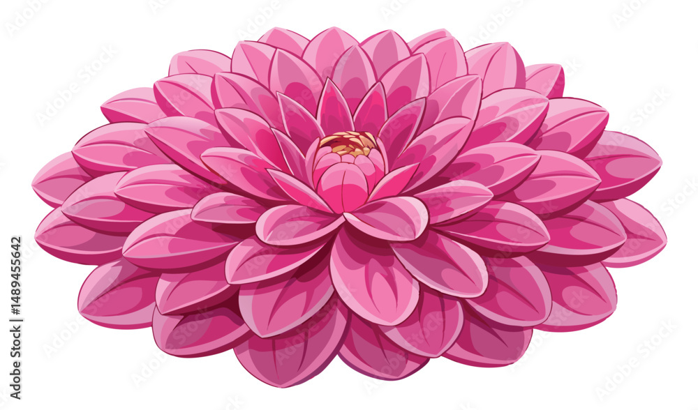 Beautiful Single Pink Dahlia Flower in Full Bloom Illustration Isolated on White Beautiful Single Pink Dahlia Flower in Full Bloom Illustration Isolated on White