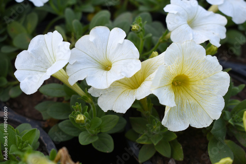 White petunias in the garden, Petunia, Close up of white Petunia flower in the garden, Petunia flower and blurred background, Background of white petunia flowers, spring flower Closeup.