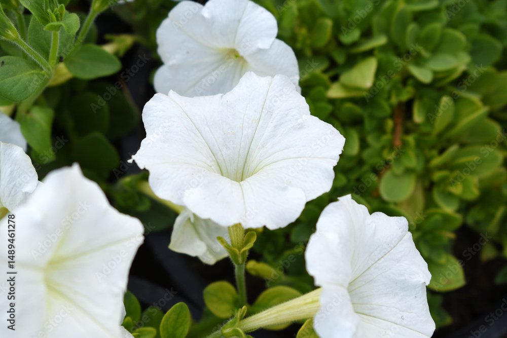 Obraz premium White petunias in the garden, Petunia, Close up of white Petunia flower in the garden, Petunia flower and blurred background, Background of white petunia flowers, spring flower Closeup.