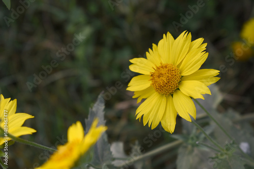 Wallpaper Mural Golden Crownbeard (Also called Golden Crownbeard, Copen Daisy, golden crown beard) in the nature, Golden Crownbeard Flower closeup,Beautiful yellow flower closseup in nature Chakwal, Punjab, Pakistan Torontodigital.ca