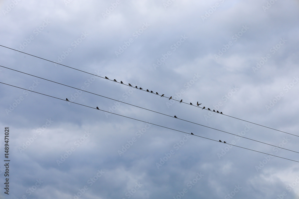 Against the backdrop of a gloomy sky, the silhouettes of birds stand out, sitting on thin power lines. Their shapes create a rhythmic pattern against the clouds. Against the backdrop of a gloomy sky, the silhouettes of birds stand out, sitting on thin power lines. Their shapes create a rhythmic pattern against the clouds.
