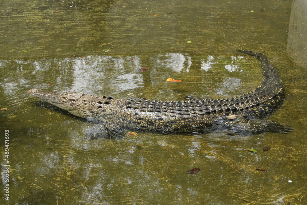 Obraz premium A crocodile swims in the pond. wild animal swims