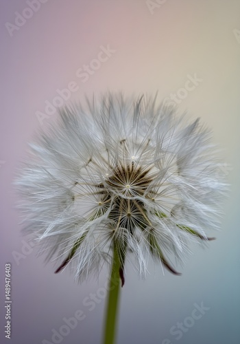 Wallpaper Mural Closeup of a white dandelion seed head with delicate details against a soft, blurred background. Ideal for nature, serenity, and botanical themes. Torontodigital.ca