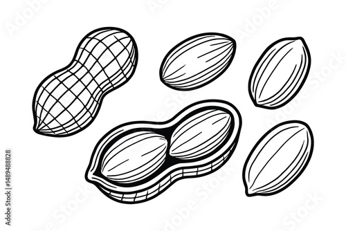 Delicate monochrome line art peanut collection, healthy snack