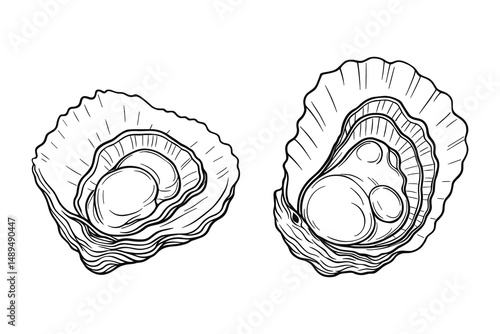 Delicate oyster shells, intricately hand-drawn with fine lines and detailed texture illustrations, isolated seafood