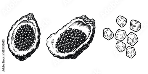 Hand drawn illustration of two oysters filled with caviar and group of ice cubes for serving