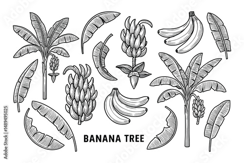 Engraved Illustration of Banana Trees, Fruits, and Leaves - Botanical Illustration