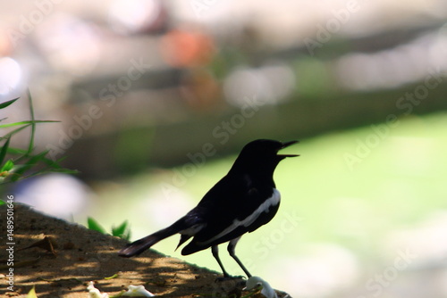 Photography oriental magpie robin bird photography in india