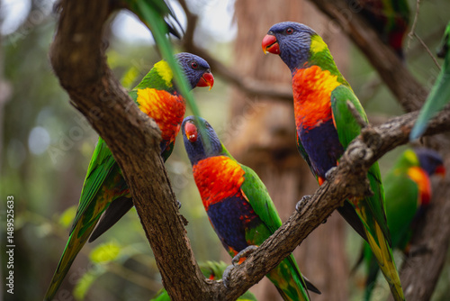 Rainbow Lorikeets on a tree
