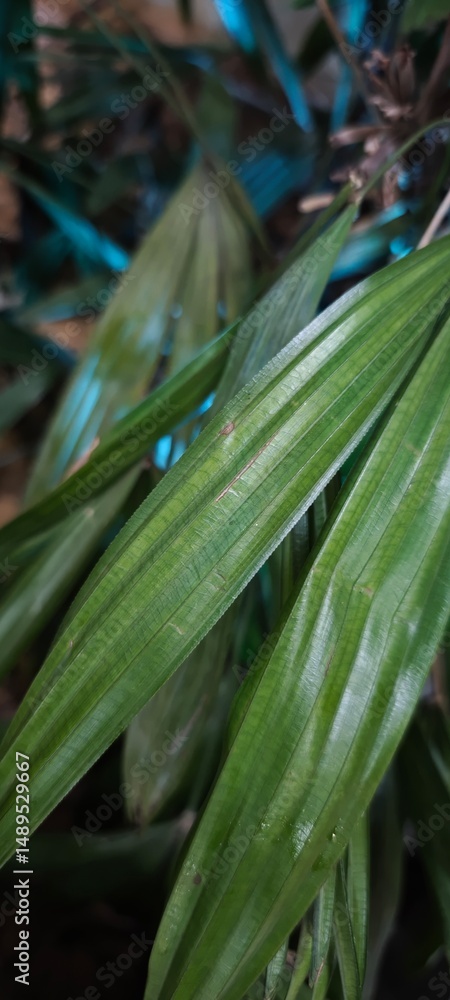 Obraz premium Five finger leaf captured in high detail, showcasing its natural symmetry and vibrant green tones. Ideal for eco-themed designs, wellness branding, fine art prints, and premium botanical visuals.