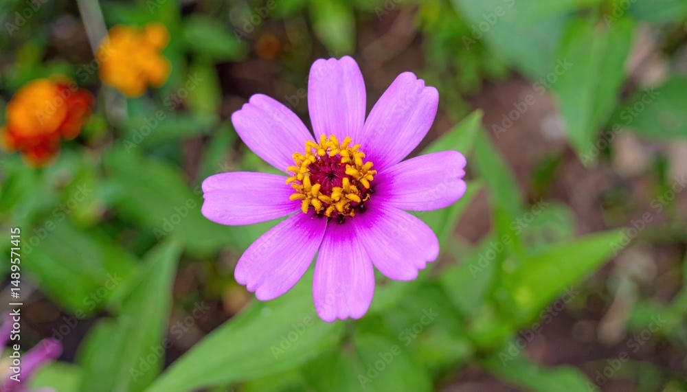 Radiant Zinnia Bloom, A Floral Symphony of Purple and Gold Against Verdant Green Radiant Zinnia Bloom, A Floral Symphony of Purple and Gold Against Verdant Green