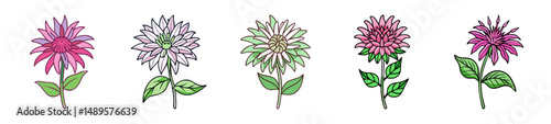 bee balm flower icon, bee balm flower line art - simple line art of bee balm flower, perfect for bee balm flower logos and icons