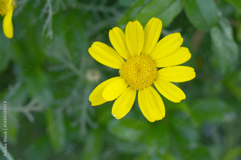 Obraz premium Bright Yellow Crown Daisy, Close-up of a Bright yellow crown daisy flower, blooming in nature, Close-up shot of beautiful yellow Crown Daisy flower (Chrysanthemum coronarium), Crown Daisy,