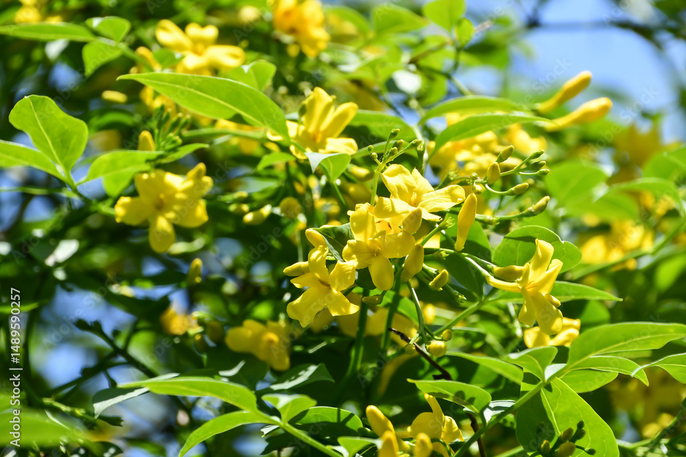 キソケイ Yellow Jasmine キソケイ Yellow Jasmine