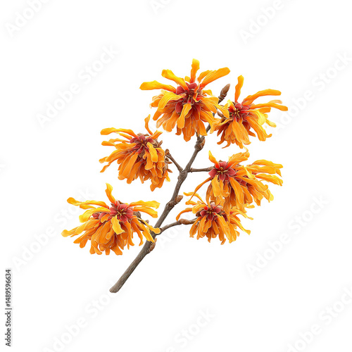 Witch Hazel Blossoms on Branch, Isolated on Black