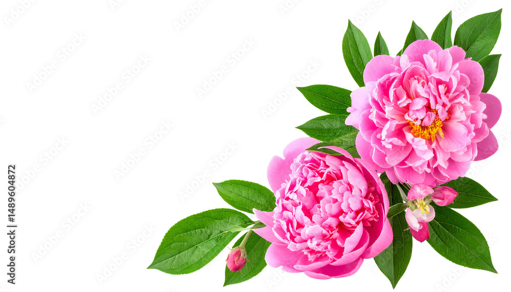 Obraz premium Pink peonies with lush green leaves create vibrant and elegant floral arrangement, perfect for adding touch of nature beauty to any design