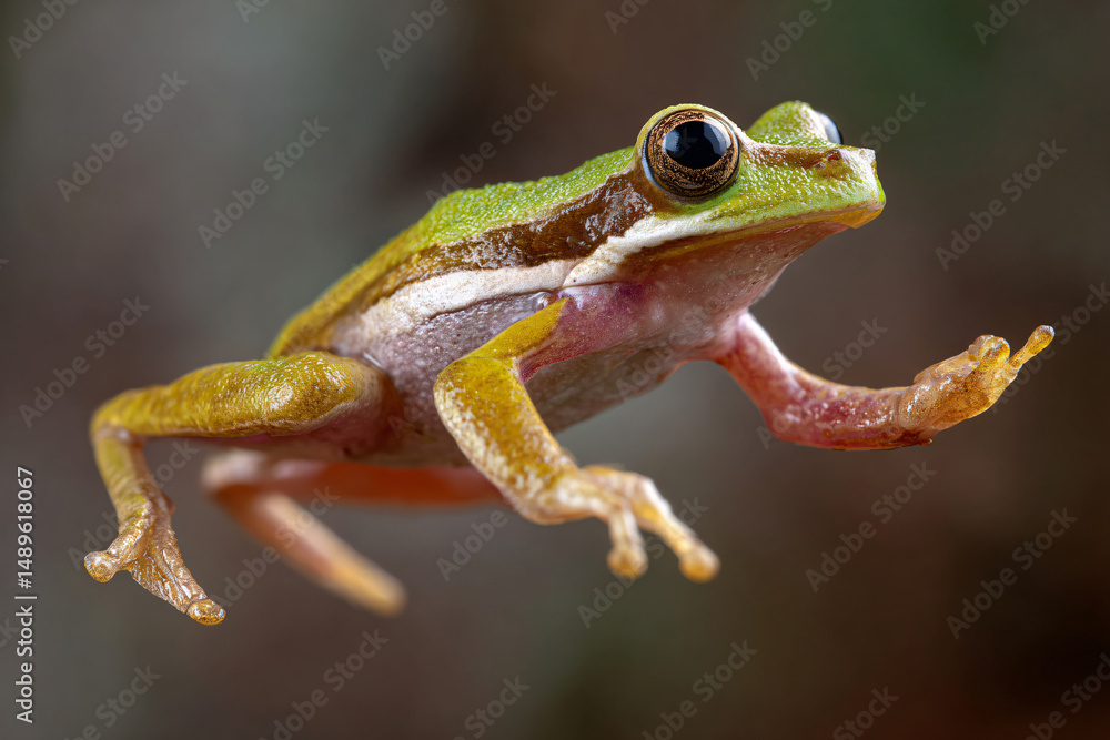 Obraz premium 015-020-078-u8969375333_Frog_mid-jump_with_its_legs_extended._--ar_32_--v_c5190d6f-242e-42a9-8341-2a00c553c370_1