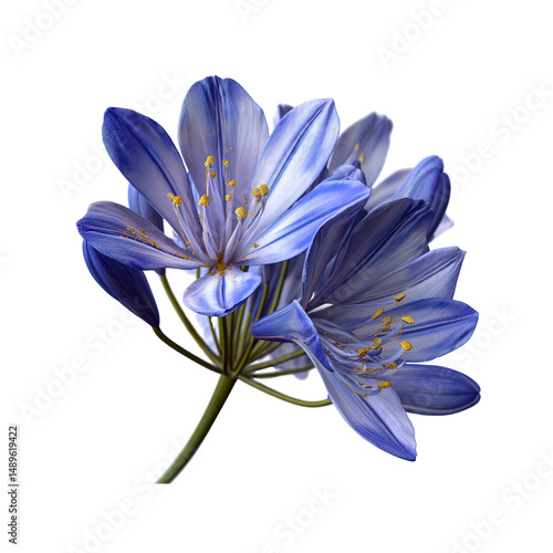 Vibrant Blue Agapanthus Flower Cluster on white background
