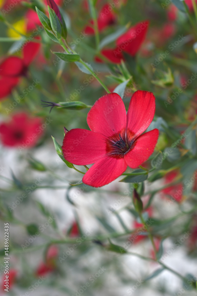 Obraz premium Linum Grandiflorum Rubrum Scarlet Flax bloomed in the garden on a flower bed, Red Linum Grandiflorums closeup in nature, Red flaxs or flowering flaxs, scarlet flax, crimson flax flower head close-up