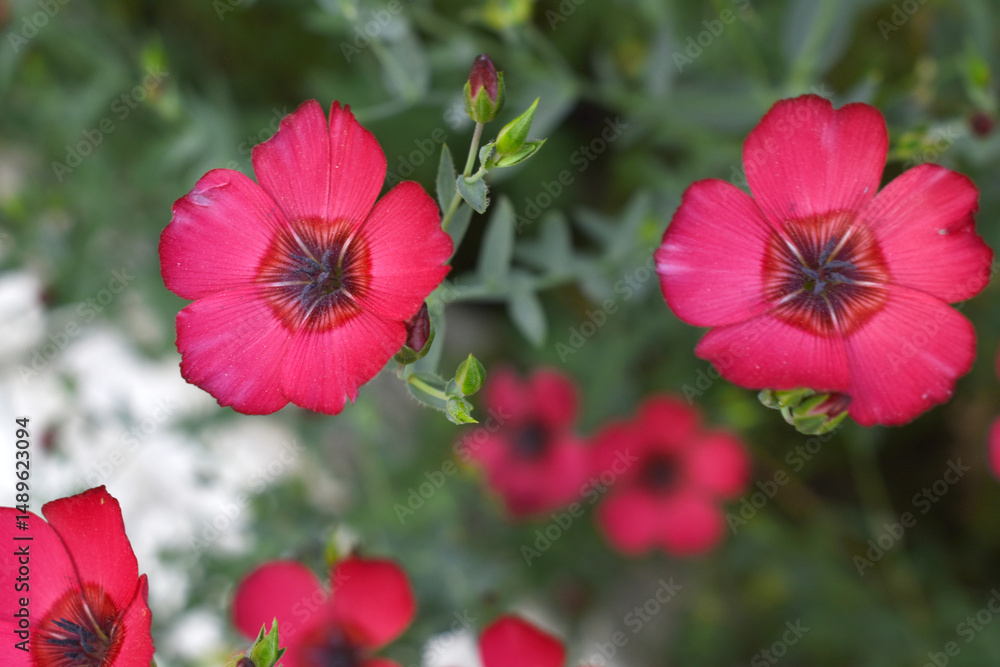 Fototapeta premium Linum Grandiflorum Rubrum Scarlet Flax bloomed in the garden on a flower bed, Red Linum Grandiflorums closeup in nature, Red flaxs or flowering flaxs, scarlet flax, crimson flax flower head close-up