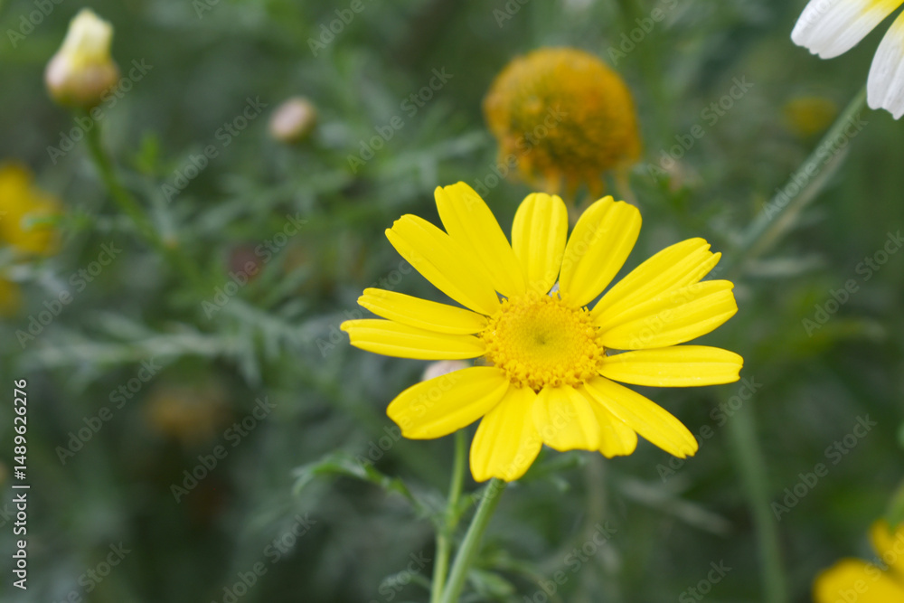 Bright Yellow Crown Daisy, Close-up of a Bright yellow crown daisy flower, blooming in nature, Close-up shot of beautiful yellow Crown Daisy flower (Chrysanthemum coronarium), Crown Daisy, Bright Yellow Crown Daisy, Close-up of a Bright yellow crown daisy flower, blooming in nature, Close-up shot of beautiful yellow Crown Daisy flower (Chrysanthemum coronarium), Crown Daisy,