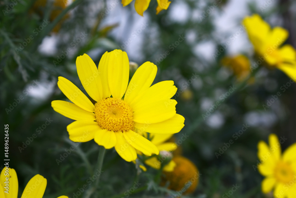 Obraz premium Bright Yellow Crown Daisy, Close-up of a Bright yellow crown daisy flower, blooming in nature, Close-up shot of beautiful yellow Crown Daisy flower (Chrysanthemum coronarium), Crown Daisy,