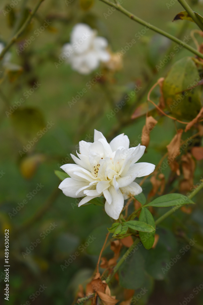 Fototapeta premium Beautiful white rose flower closeup in garden, A very beautiful white rose flower bloomed on the rose tree, Rose flower closeup, bloom flowers, Natural spring flower, Natural floral background,