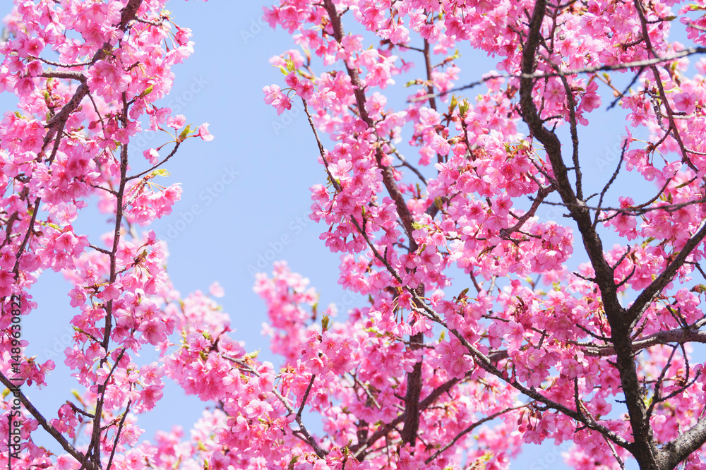 Kawazu cherry blossoms in Kyoto, blue sky in spring Kawazu cherry blossoms in Kyoto, blue sky in spring