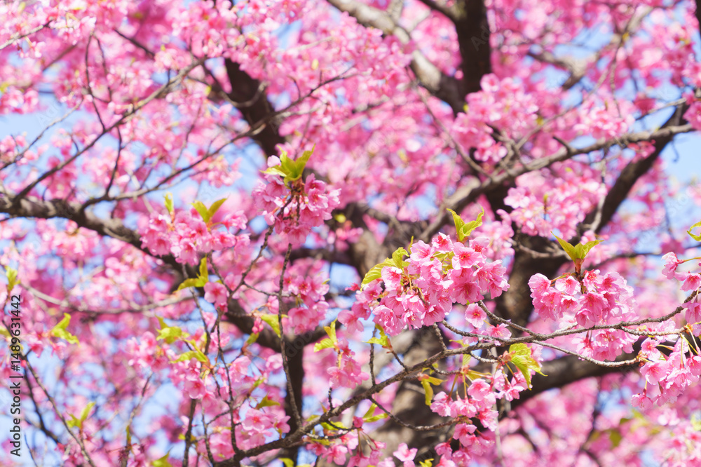 Kawazu cherry blossoms in Kyoto, blue sky in spring Kawazu cherry blossoms in Kyoto, blue sky in spring