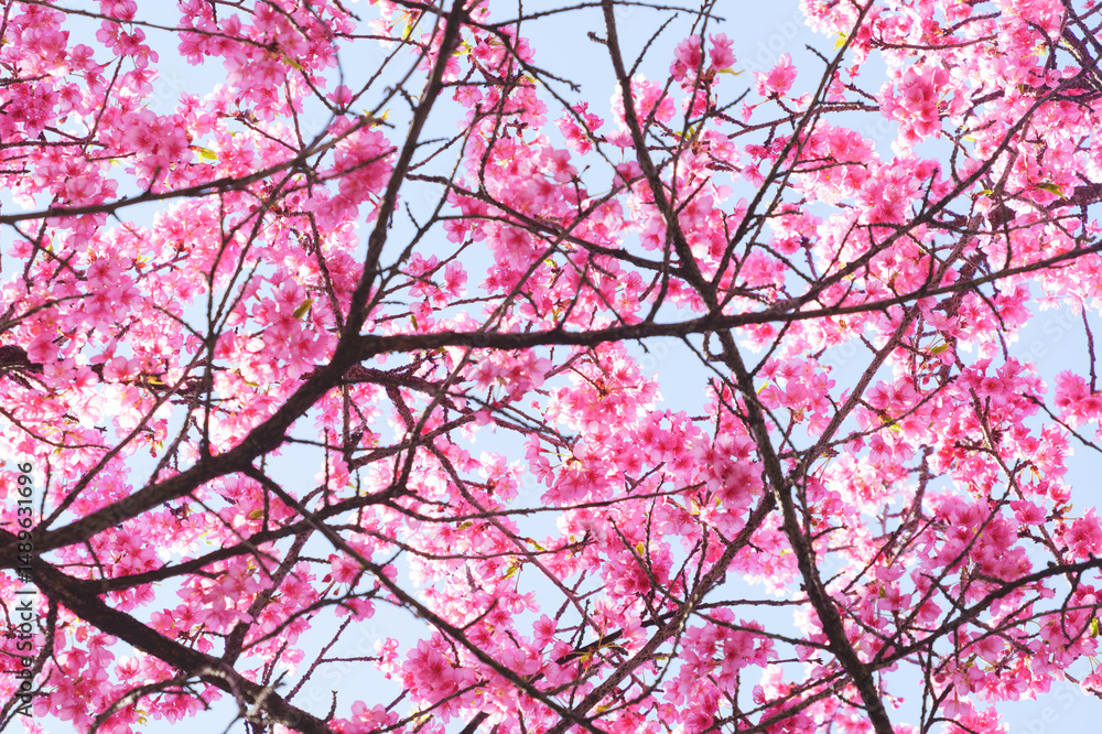 Kawazu cherry blossoms in Kyoto, blue sky in spring Kawazu cherry blossoms in Kyoto, blue sky in spring