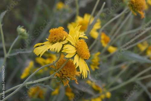 Golden Crownbeard (Also called Golden Crownbeard, Copen Daisy, golden crown beard) in the nature, Golden Crownbeard Flower closeup,Beautiful yellow flower closseup in nature Chakwal, Punjab, Pakistan photo