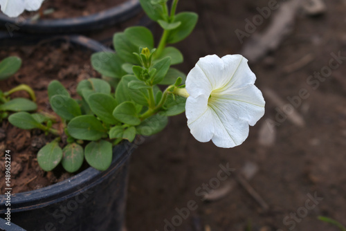 White petunias in the garden, Petunia, Close up of white Petunia flower in the garden, Petunia flower and blurred background, Background of white petunia flowers, spring flower Closeup.